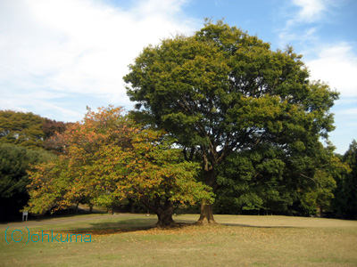 根岸森林公園