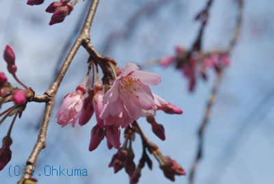 彼岸桜