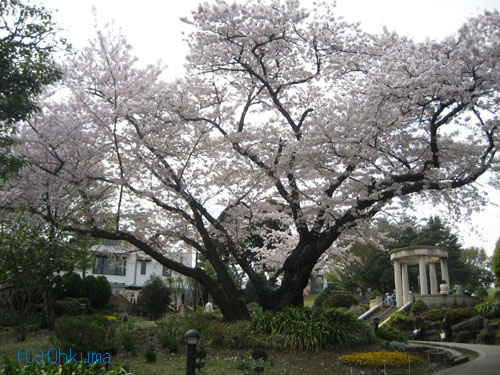 山手１１１番館前の桜