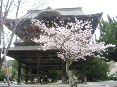 建長寺の桜